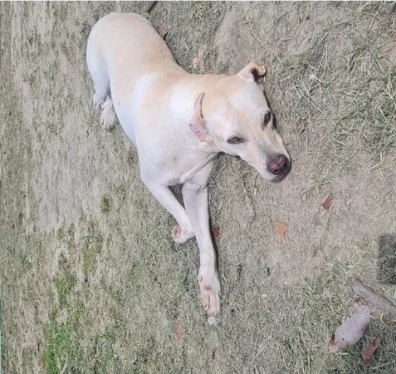 Apolo, recuperado
