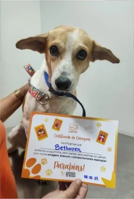 Certificado de conclusão do Bethoven