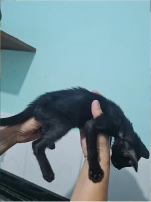 Felícia em cuidados