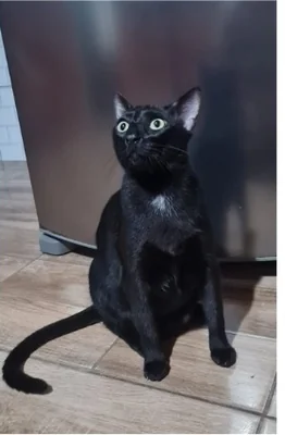 Felícia, recuperada