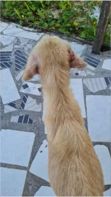 Mel em cuidados