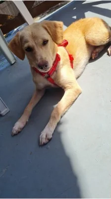 Mel em recuperação