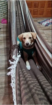 Mel, recuperada