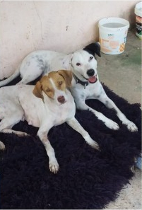 Melina e Amora em recuperação