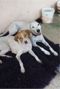 Melina e Amora em recuperação